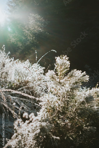 Obraz tree in the water