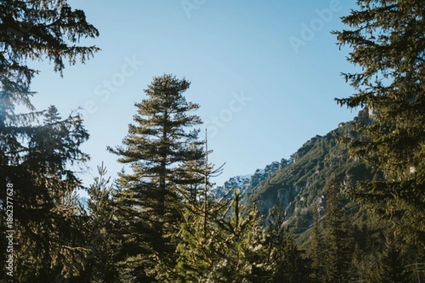 Obraz pine tree forest