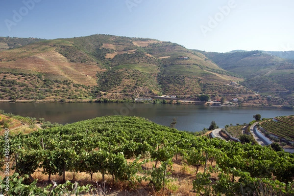 Obraz Douro Valley Vineyard
