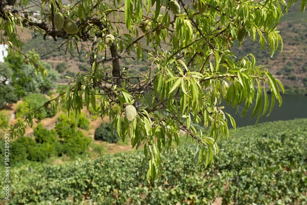 Obraz Douro Valley Vineyard