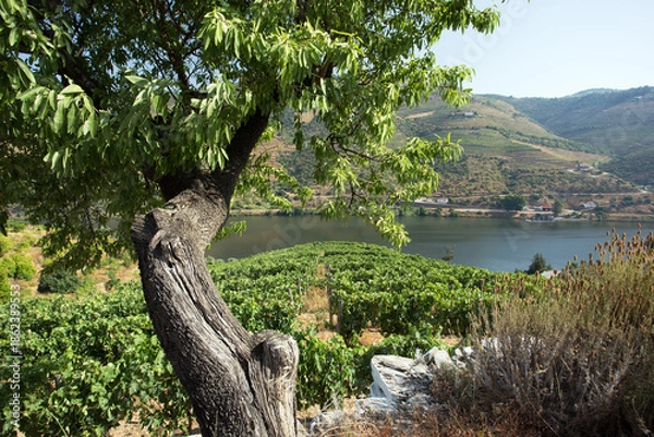 Obraz Douro Valley Vineyard