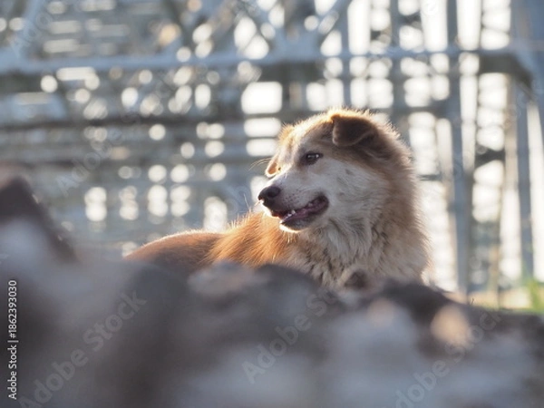 Obraz Brown dog on the train tracks