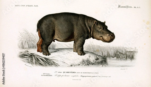 Obraz Illustration of a Hippo
