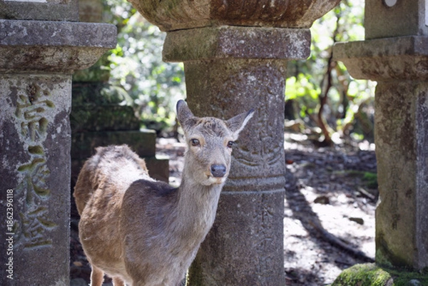 Obraz 奈良、春日大社参道の石灯籠の間から顔を出す雌鹿