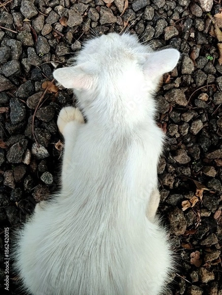 Obraz White cat on the ground