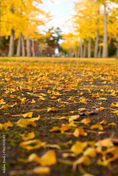 Obraz 島見緑地公園で見られるイチョウ並木の紅葉風景（新潟県新潟市北区）