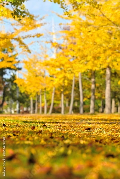 Obraz 島見緑地公園で見られるイチョウ並木の紅葉風景（新潟県新潟市北区）