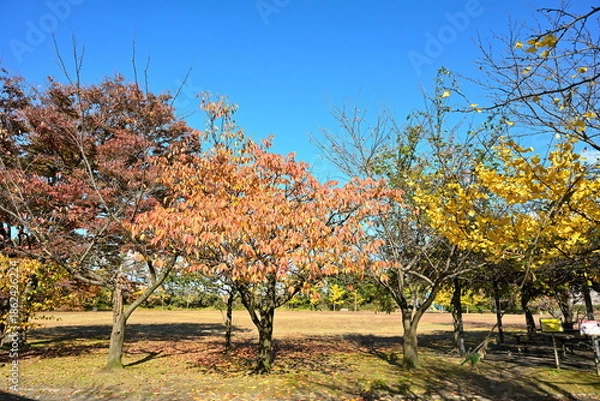 Obraz 新潟市の山の下海浜公園で見られる秋の紅葉（新潟県新潟市）