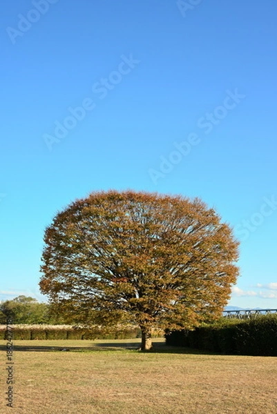 Obraz 新潟市の阿賀野川公園に広がる紅葉の景色（新潟県新潟市）