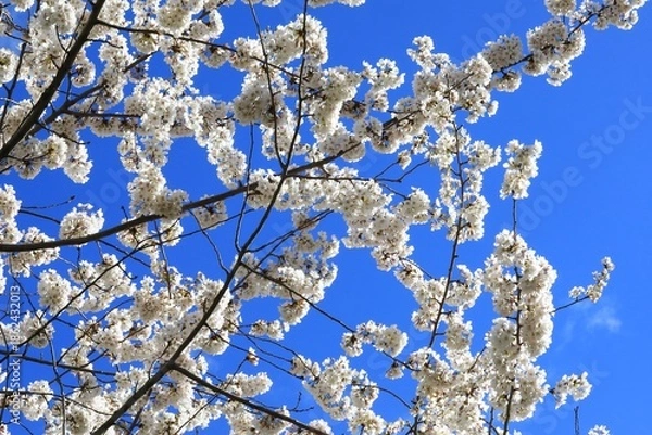 Obraz Flowing dogwood tree