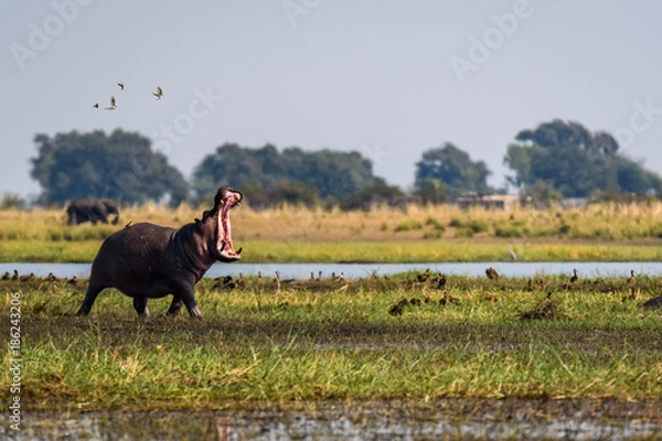 Obraz Hipopotam z szeroko otwartymi ustami, biegnący i tańczący z małymi ptakami na brzegu rzeki Chobe, Botswana, Afryka