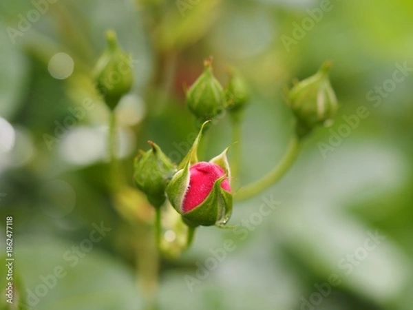 Fototapeta ピンクのつるバラ　アンジェラ　つぼみ