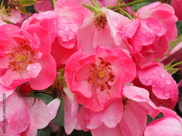 Fototapeta ピンクのつるバラ　アンジェラ