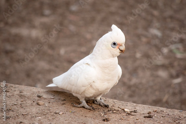 Obraz the little corella is looking for food