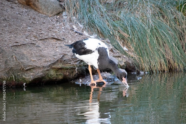 Obraz the magpie goose is drinking from the lake