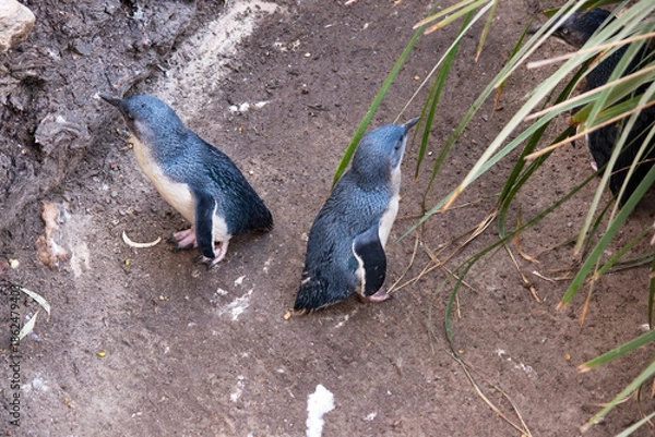 Obraz the penguins are watching out for danger