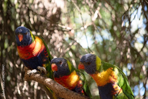 Obraz the three rainbow lorikeets are sharing a branch