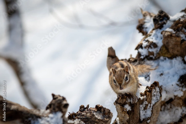 Obraz エゾシマリス 冬