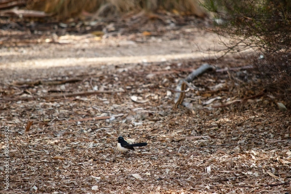Obraz the willie wagtail is looking for food