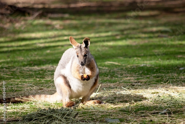Obraz the yellow footed rock wallaby is eating a carrot