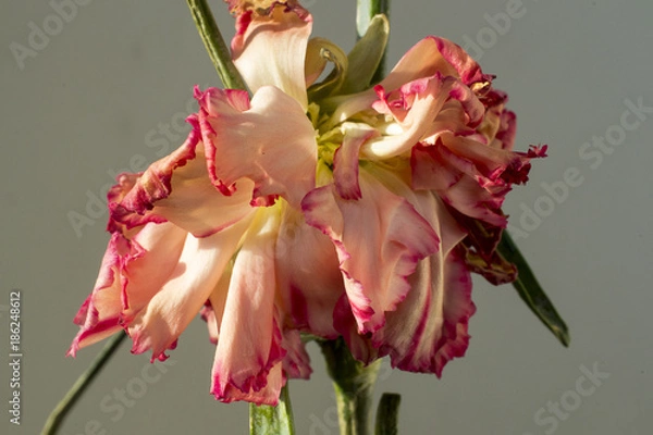 Obraz Flowers in the winter