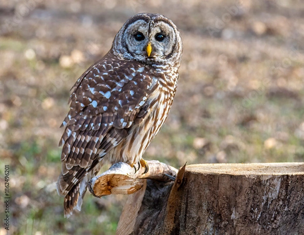 Fototapeta Barred Owl Perched