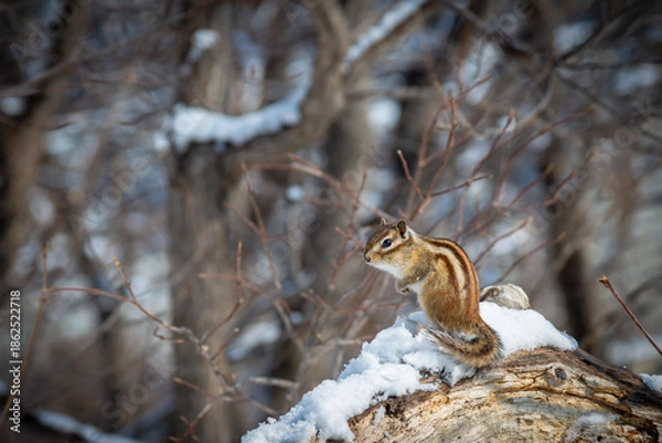 Obraz エゾシマリス 冬