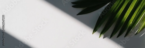 Obraz 緑の葉と影が映る場面