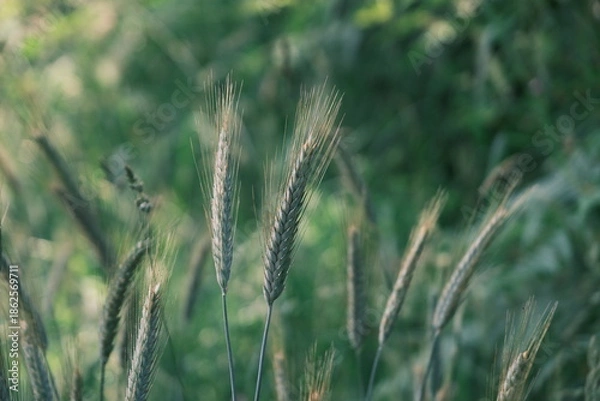 Fototapeta Epis de blé .
