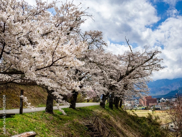 Obraz 満開の桜の花　花見　長野県
