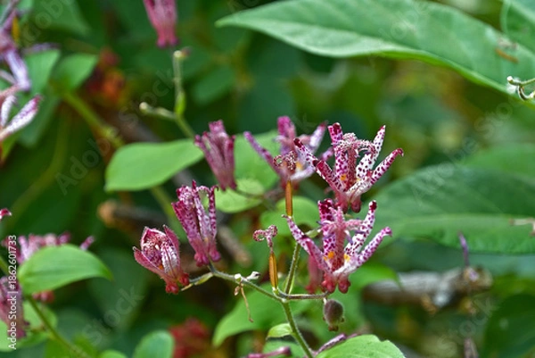 Fototapeta ホトトギスの花