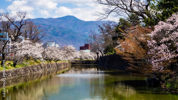 Obraz 満開の桜の花　花見　長野県