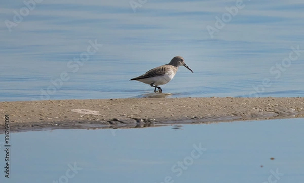 Obraz seagull on the beach