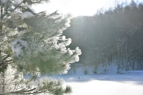Obraz 木と雪景色