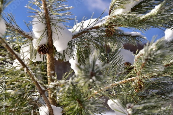 Obraz 木に雪が積もっている