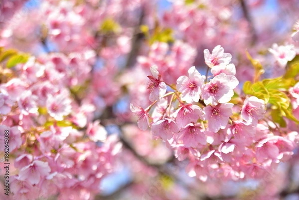 Obraz 桜