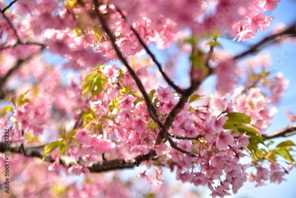 Obraz 桜