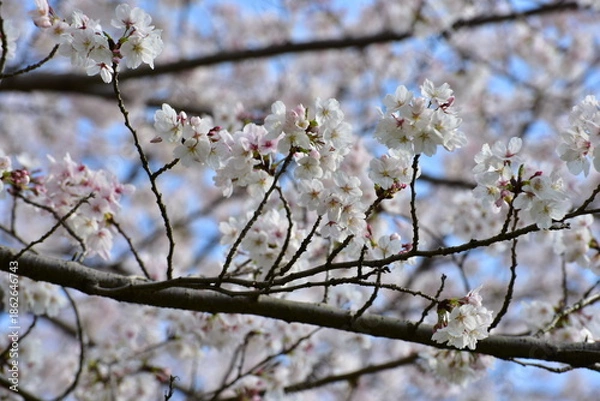 Obraz 桜