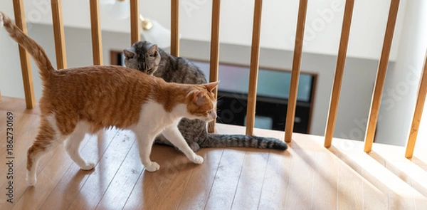 Obraz 室内でくつろぐ二匹の猫