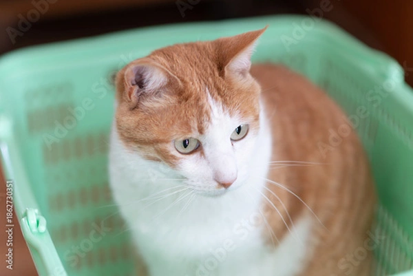 Obraz カゴの中でくつろぐ可愛い猫　茶トラ白猫
