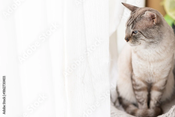 Obraz 座って見つめる可愛い猫　シャムトラ猫	