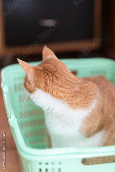 Obraz カゴの中でくつろぐ可愛い猫　茶トラ白猫