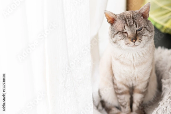 Obraz 座って見つめる可愛い猫　シャムトラ猫	