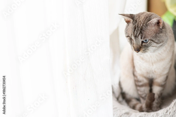 Obraz 座って見つめる可愛い猫　シャムトラ猫	