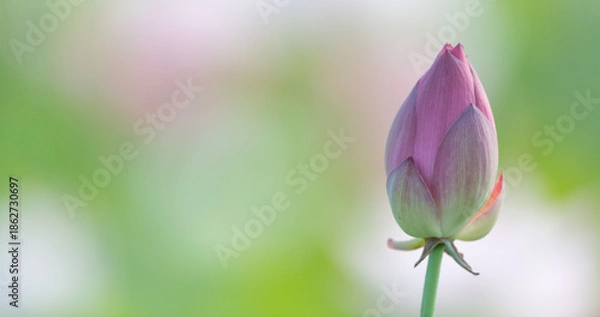 Obraz 美しい蓮の花のつぼみ