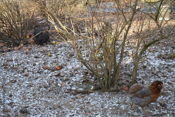 Obraz Hühner verstecken sich hinter einem Strauch