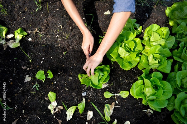 Fototapeta hands picking green lettuce, salad in vegetable plot, organic concept