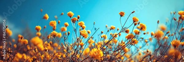 Obraz 黄色い花の咲く野原の背景