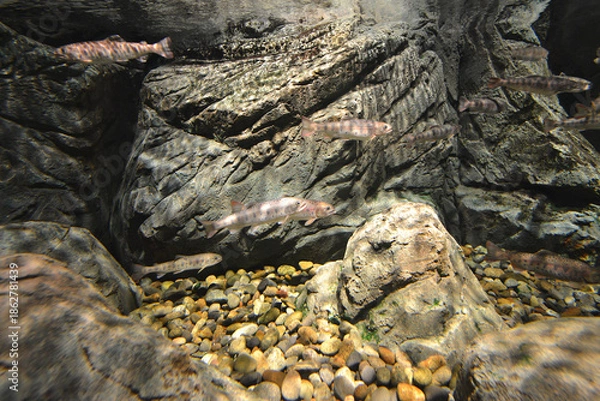 Obraz ヤマメの水槽