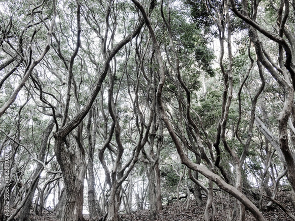 Obraz 六甲山への登山道、アイスロードからの眺め